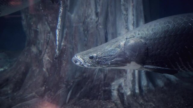 Captivating close-up of an Arapaima (Arapaima gigas), one of the world&rsquo;s largest freshwater fish, swimming gracefully in its tank at Aquaria KLCC, Kuala Lumpur, Malaysia.