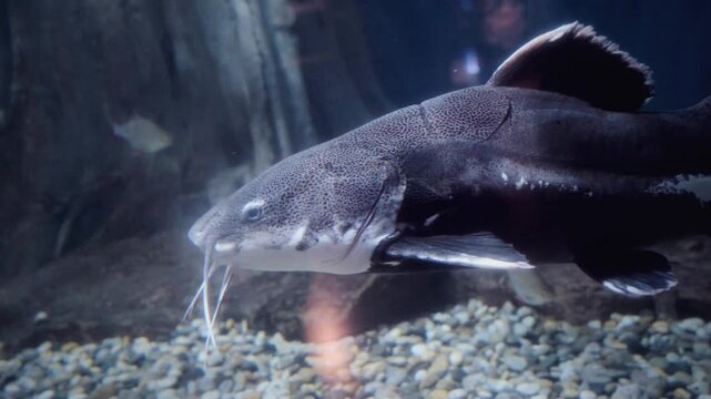 Close-up of a redtail catfish (Phractocephalus hemioliopterus) gliding peacefully in its tank at Aquaria KLCC, Kuala Lumpur, Malaysia. This tropical freshwater species of South American rivers.