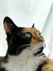 Beautiful colored cat looking to the window. Portrait cat looking on something on. Thinking cat eye close up