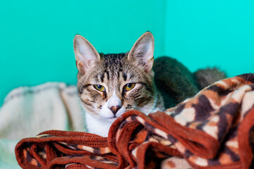 A cat is laying on a blanket, intently looking at the camera