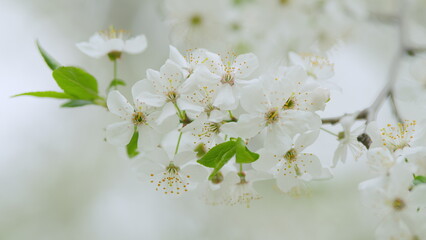 Cherry or plum white flowers in spring. Beautiful white flowers. Slow motion.