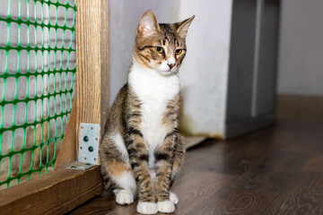 A cute cat is comfortably sitting on a wooden surface, gazing at the camera