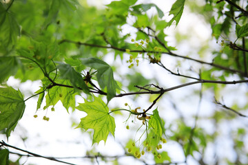 Summer landscape, lush green vegetation and nature.