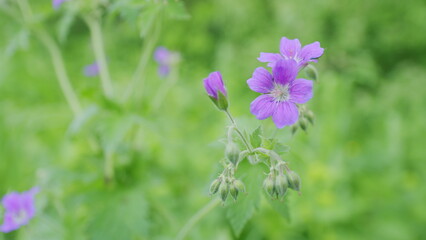 Geranium flowers iin spring flowering. Purple geranium flower. Harmony of nature. Slow motion.