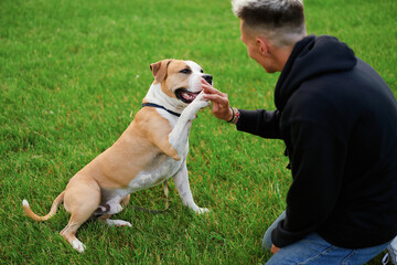 Happy man training with his dog in the nature. An American bulldog gives a paw to his owner in the park. Dog training.