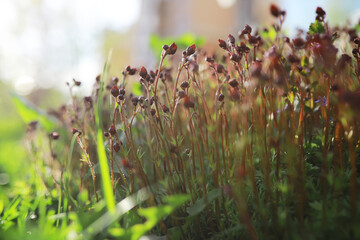 Summer landscape, lush green vegetation and nature.