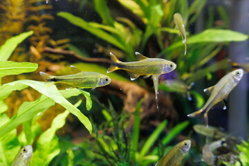 シルバーチップテトラ熱帯魚