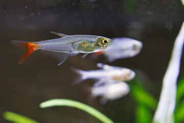 カラシン、テトラ、グラスブリットフィン