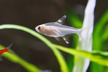 プリステラ　テトラの仲間