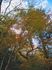 梅ヶ瀬渓谷の晩秋