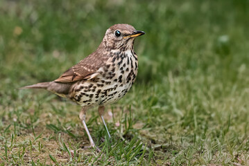 A fieldfare sitting in a garden is a delightful sight, showcasing the bird's distinctive features...