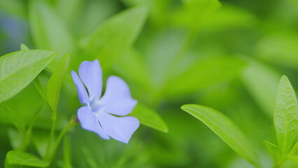 Vinca minor flower natural background. Blue flowers of periwinkle or vinca minor swinging in the...
