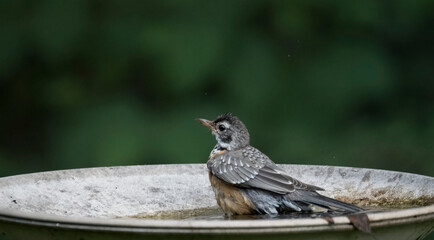 The American robin (Turdus migratorius).