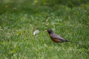 The American robin (Turdus migratorius).