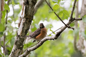 The American robin (Turdus migratorius).