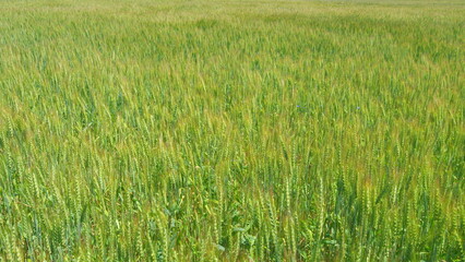 Unripe grain farm field. Golden green ripe ears of wheat in rays of sun sway in wind.