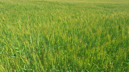 Agricultural field. Large crop of grain. Yellow green wheat stands. Farmer wheat field.