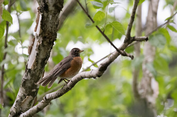 The American robin (Turdus migratorius).