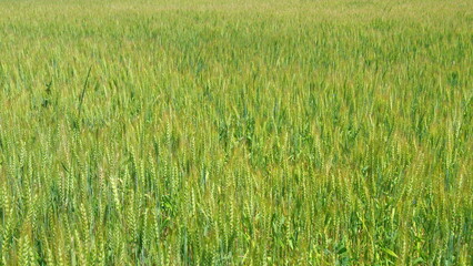 Ripening ears of meadow wheat field. Wheat ears on a wind at day. Agriculture. Wheat field waves moved by summer wind.