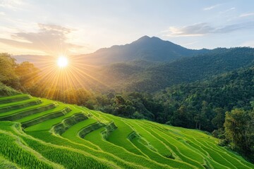 Fototapeta premium Lush Green Mountains and Rice Terraces in Chiang Mai During the Golden Hour