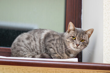A cute cat is sitting on a sunny window sill while looking at the camera