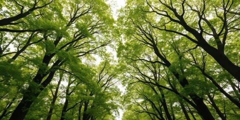 Fototapeta premium Lush green forest canopy with trees exhibiting crown shyness phenomenon, showing distinct spacing between branches, nature
