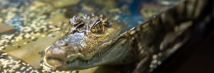 Green crocodile in the aquarium