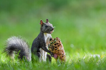 薄緑色の草むらで耳にイヤリング付きで毛並みがグレーのエゾリス、松ぼっくりを上手に両手で支えて美味しそうに食べて居る姿。ほぼ中央で向かって右側を向いて食事中の横構図。