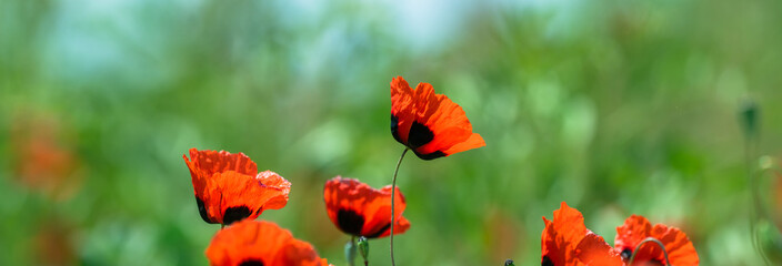 Red spring tulips close up