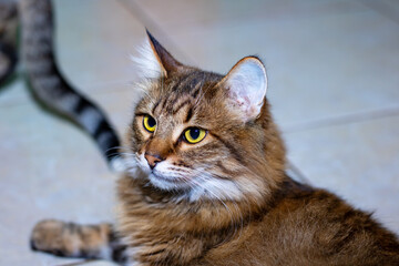 Playful gray shaggy cat at home closeup