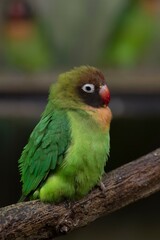 The Black-Cheeked Lovebird (Agapornis nigrigenis).