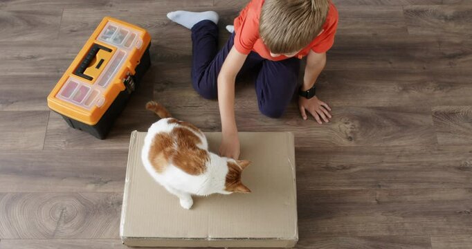 Preschooler mischievously plays with cat sitting on cardboard box. Little boy runs finger playfully over carton and gently strokes domestic animal