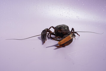 Crayfish with a cigarette on pink background. Crawdads, are crustaceans that live in freshwater environments throughout world. The harm of smoking cigarettes to health. No smoke, no smoking