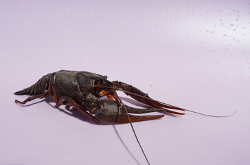 Crayfish on pink background. Crawdads, are crustaceans that live in freshwater environments throughout world.