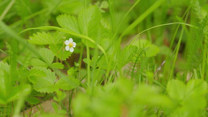Blooming strawberry plant. Organic berry spring. White strawberry flower. Organic farmed strawberries. Selective focus.