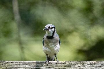 The Blue Jay (Cyanocitta cristata).