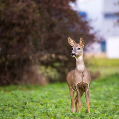 Alert roe deer standing on a meadow near village © Ewald Fröch