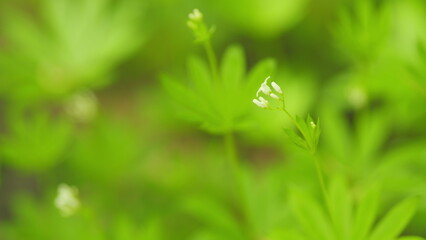 Galium odoratum white wild flower. Green leaves of galium odoratum in the forest. Close up.