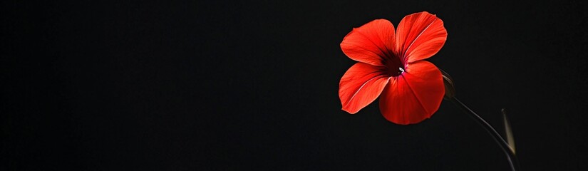 a single red phlox on black background