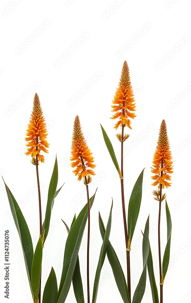 Poster a collection of tall kangaroo paw plants arranged against a plain white background for display and v