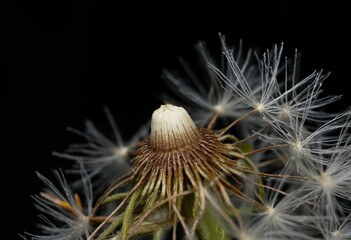cactus flower macro