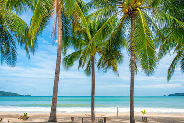 Patong beach with coconut palm trees on Phuket island in Thailand with nobody. Tropical sandy beach, Thailand. Popular travel and touristic destination in Asia