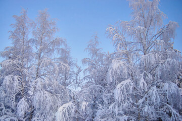 Tops of snow-covered trees with frost on the branches against a blue sky, winter forest landscape with snow-covered trees, soft focus.