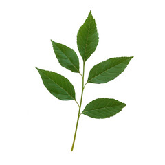 A vibrant green leaf branch showcasing natural beauty and fresh growth., isolated on a transparent background.