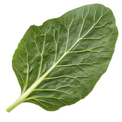 Obraz premium Single Green Leaf, Nature, Vegan, Food | Healthy Eating/Veganism