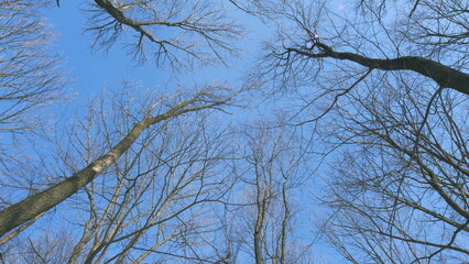 Silhouetted Against Bright Blue Sky In March. Even Without Leaves. Bare Tree Branches Against Blue Sky. Stark Beauty Of A Leafless Tree.