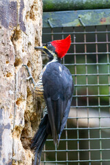 Red-crested woodpecker (Campephilus melanoleucos) on a weathered tree trunk, showcasing vibrant plumage. Perfect for educational projects, bird studies, or environmental conservation campaigns.