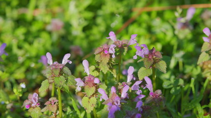 Fototapeta premium Spring Purple Flowers With Leaves. Lamium Purpureum. Lots Of Blooming Dead Nettles With Purple Flowers.