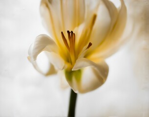 Obraz premium White Lily CloseUp
