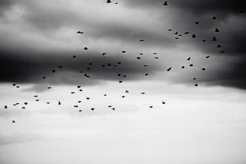 A black-and-white photograph of a flock of birds flying against a gray, cloudy sky.